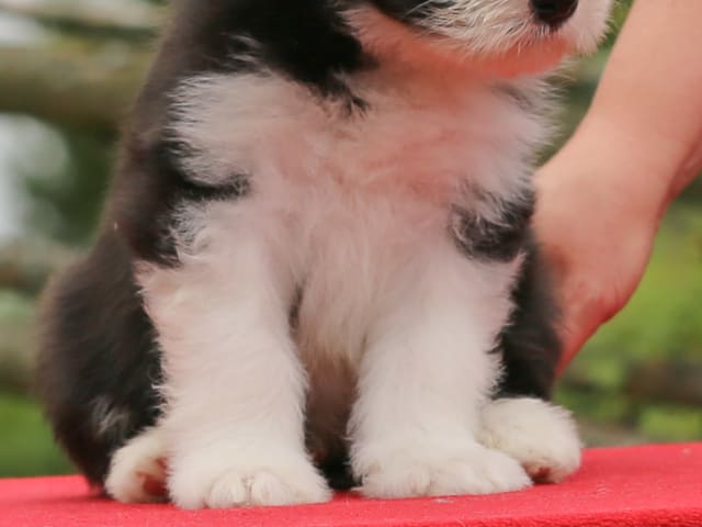 Puppy: Hillbacka Gigolo