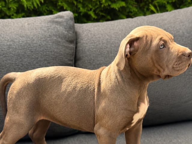 Puppy: Tik 2