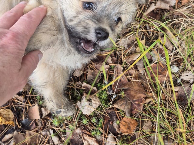 Puppy: Tik 2