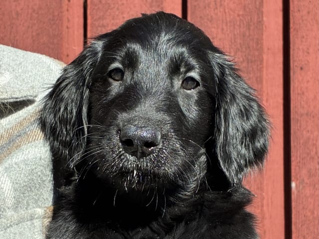 Puppy: Almanza Snowball