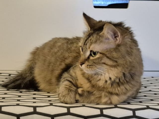 Cat: Layabout Mea Spes Nova of MCFP