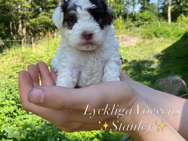 Puppy: Stanley