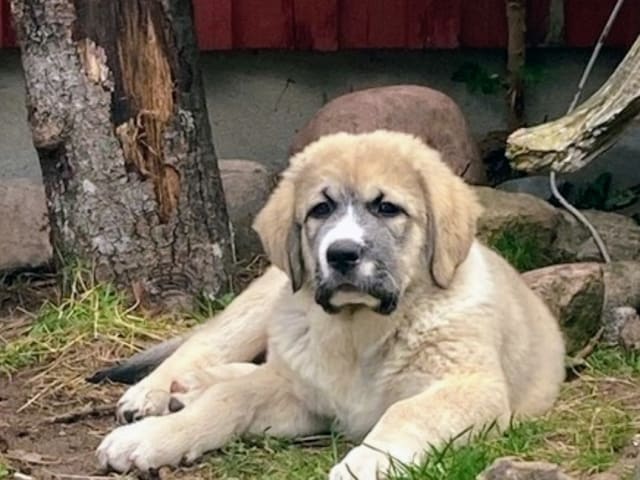 Puppy: Sebbe
