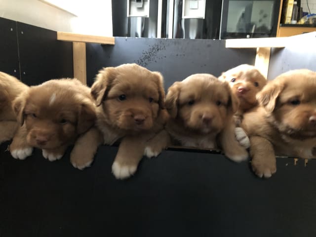 Puppy: Tik 1