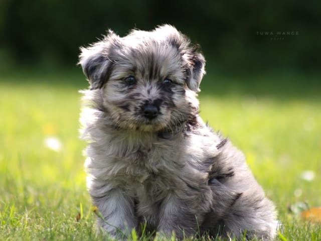 Puppy: Dirgis Del Piero