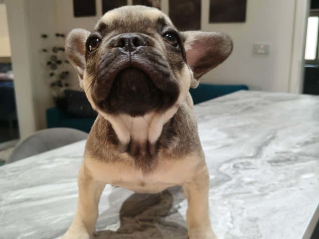 Valp: Nala