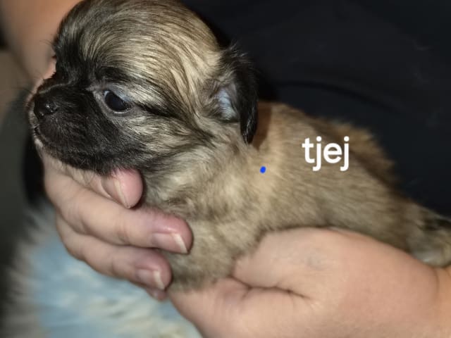 Hvalp: Tik 1
