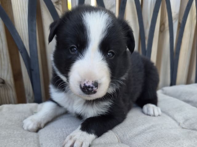 Puppy: Hane 4