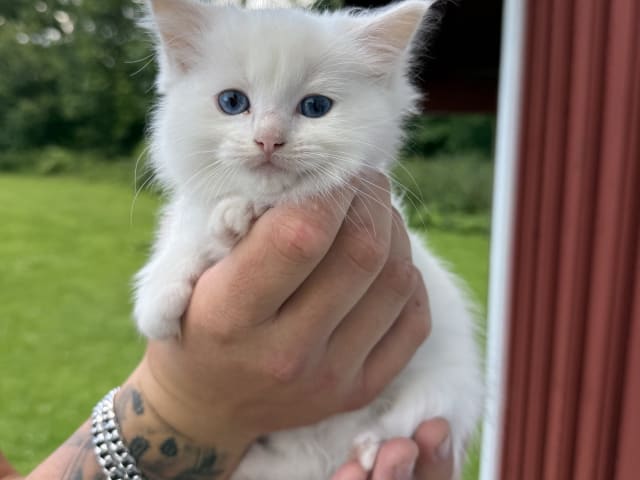kitten: Hona cremefärgad
