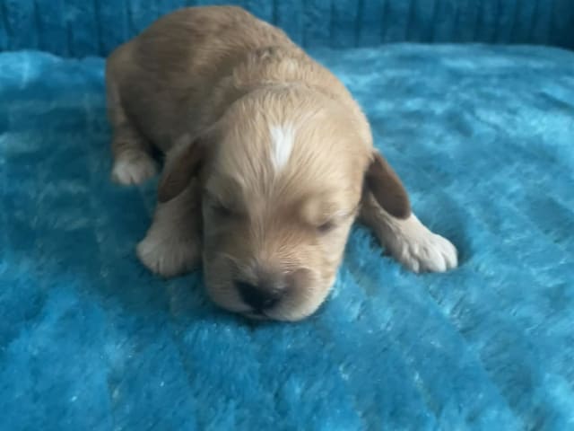 Puppy: Venom