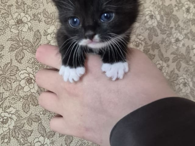 kitten: Hane 4