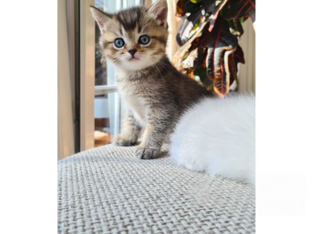 Kattunge: Cesar