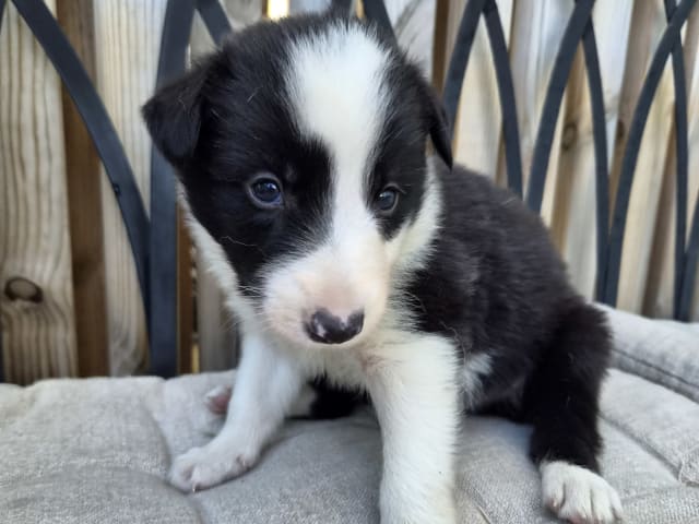 Puppy: Hane 3