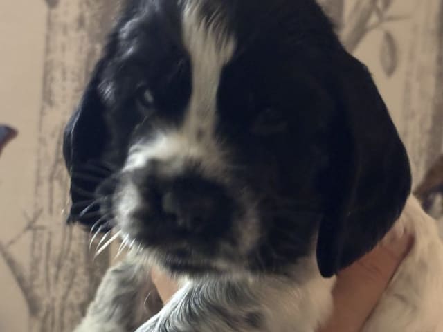 Valp: PASSION SPANIELS GOLDEN GRANIT