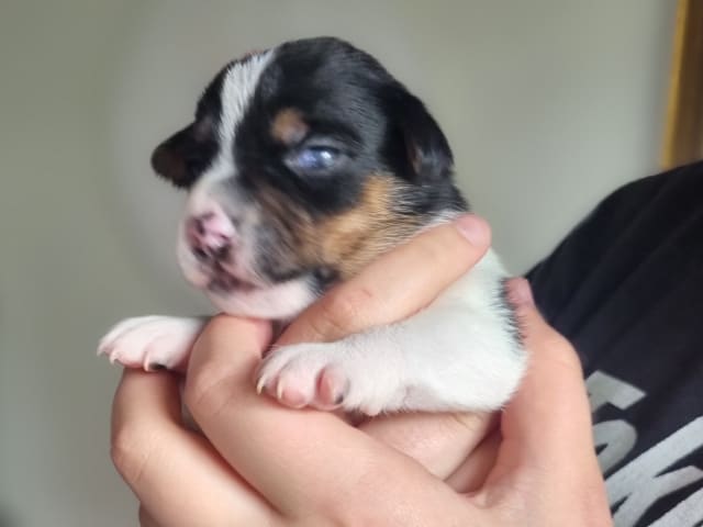 Puppy: Hane 1