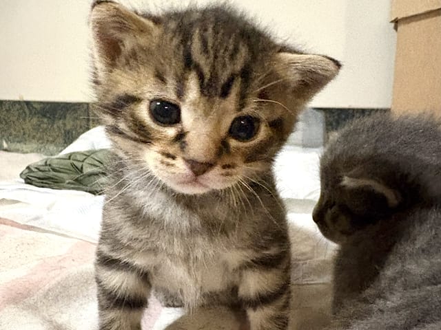 kitten: Bull
