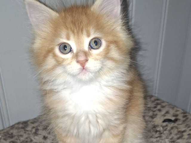 Kattunge: Hona 1