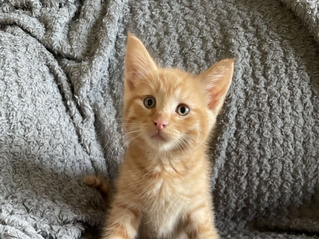 kattunge: Rödtigré