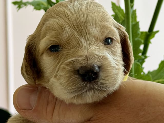 Puppy: Gul