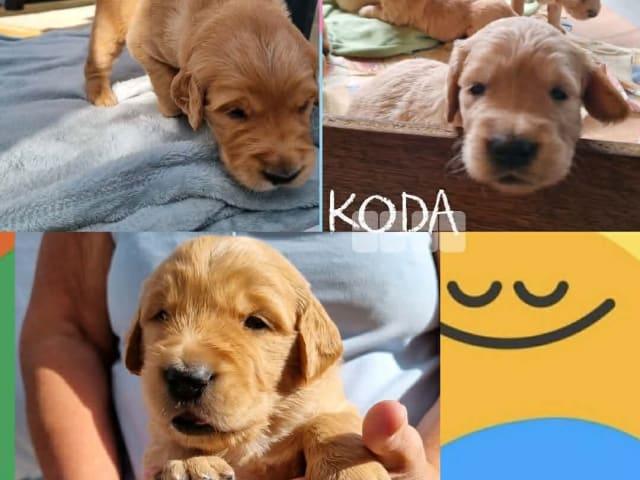 Puppy: Koda