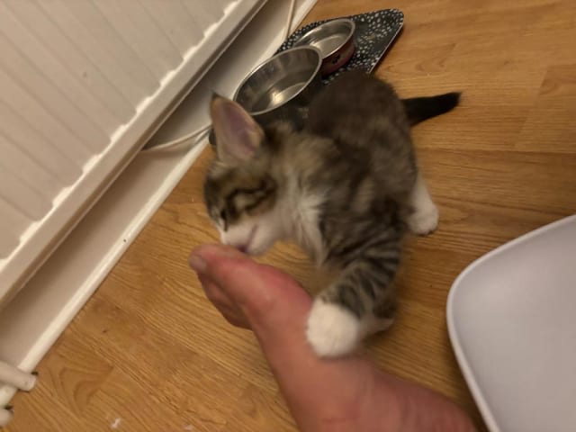 kattunge: Bodil
