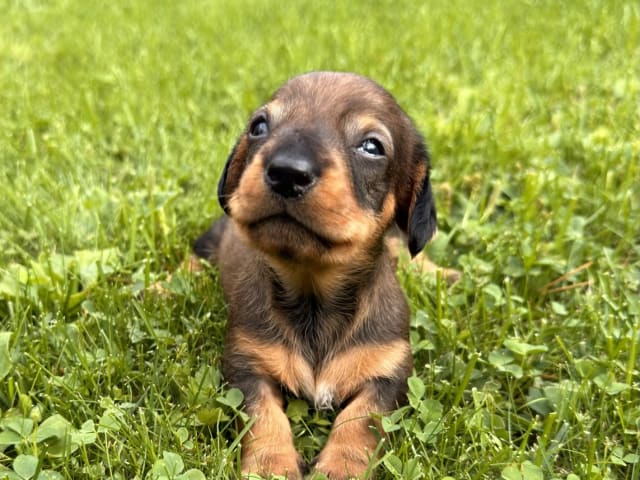 Puppy: Kapten Krok