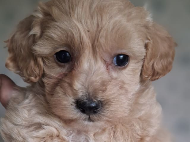 Puppy: Tik 1