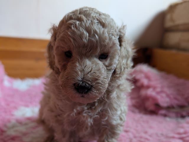 Puppy: Pajjaz