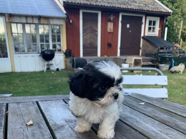 Puppy: Tik 2