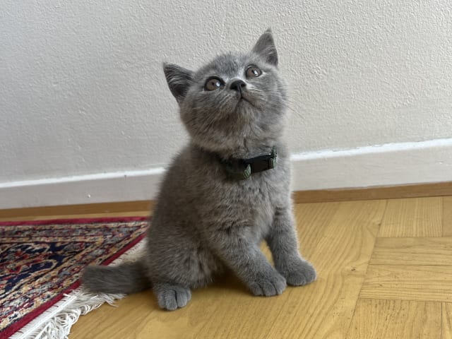 kitten: Serine BlueCats Simba