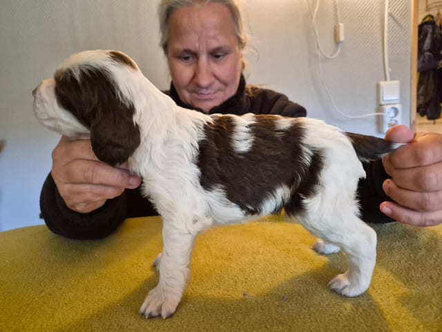 Puppy: BELGARBO'S SIMPLY THE BEST