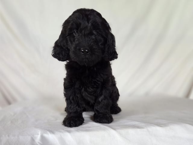Puppy: Nejlika