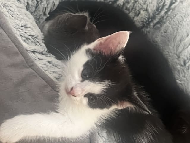 kitten: Hona 2