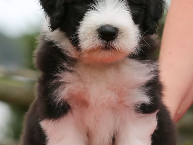 Puppy: Hillbacka Gigolo