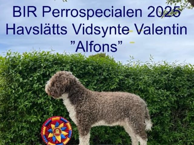 Pappa: HAVSLÄTTS VIDSYNTE VALENTIN