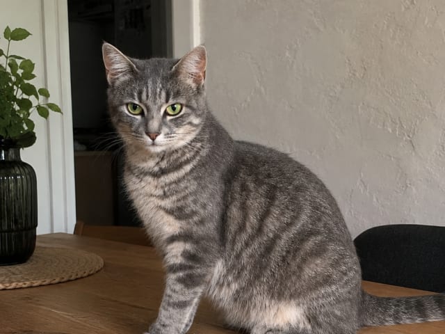 Mother: Lykka