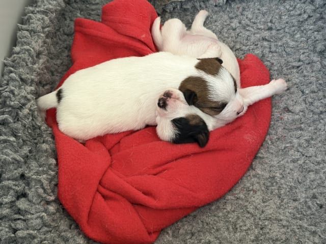Puppy: Tor