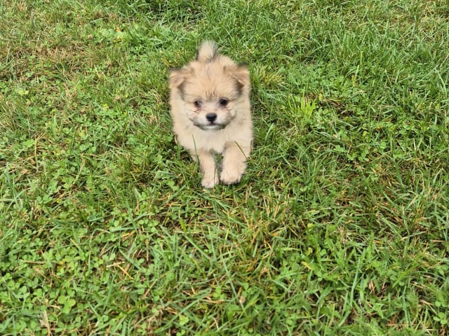 Puppy: Tik 3