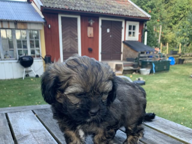 Puppy: Tik 1