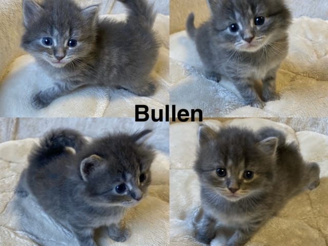 kattunge: Bullen