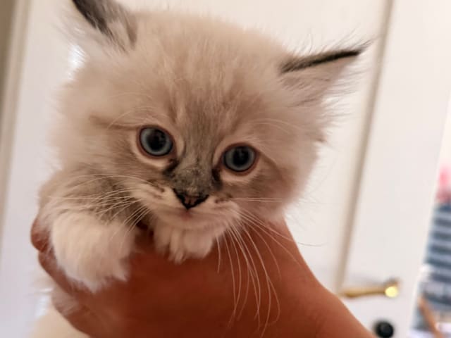 Kattunge: Hugo boss