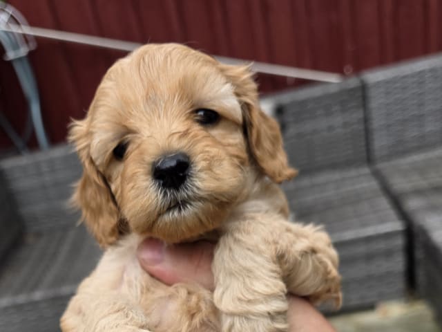 Puppy: Tik 1