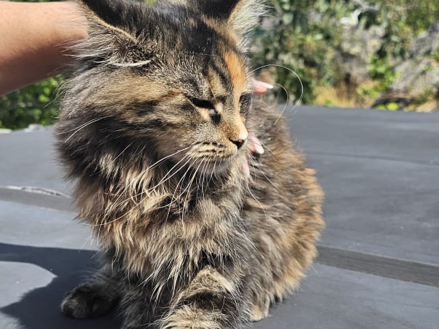 kitten: Bagheera