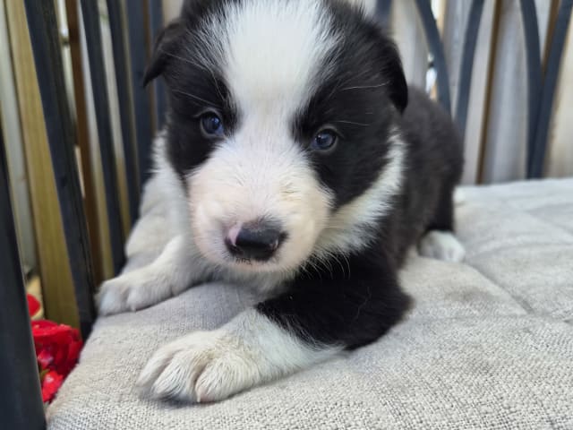 Puppy: Hane 2