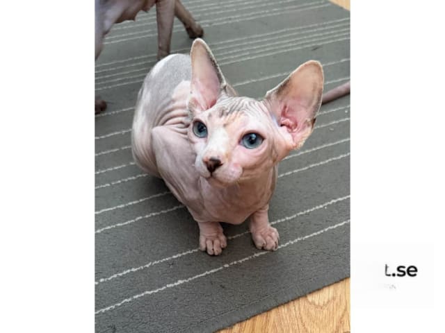 kattunge: Brummelisa