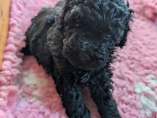 Puppy: Phoebe