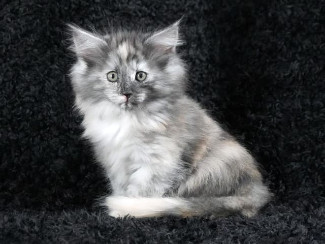 Kattunge: Rock Olga