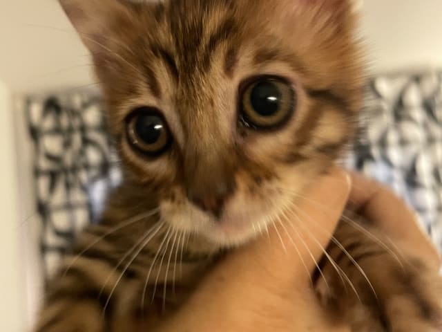 kitten: Hona 1
