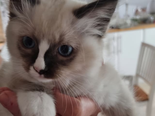kitten: Nosen