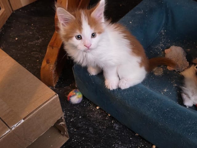 kattunge: Duke Of Hazard